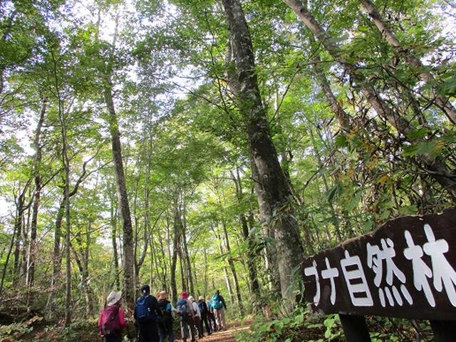 画像8: 【山旅会・登山ガイドこだわりツアー】添乗員からの便り・白神山地ツアーにいってまいりました!(その1)