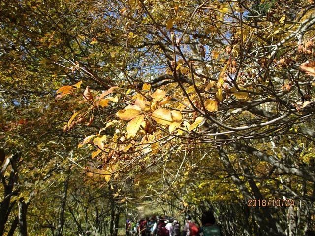 画像11: 【山旅会・登山ガイドこだわりツアー】岡田ガイドからの便り・夜叉神峠から高谷山ツアーにいってまいりました!