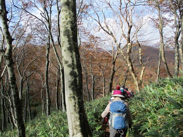 画像6: 【山旅会・登山ガイドこだわりツアー】添乗員からの便り・白神山地ツアーにいってまいりました!(その3)