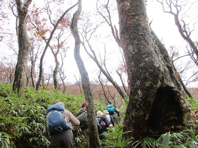 画像2: 【山旅会・登山ガイドこだわりツアー】添乗員からの便り・白神山地ツアーにいってまいりました!(その3)
