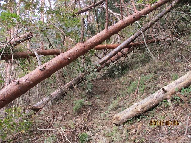 画像3: 【山旅会・登山ガイドこだわりツアー】岡田ガイドからの便り・扇山の下見にいってまいりました!