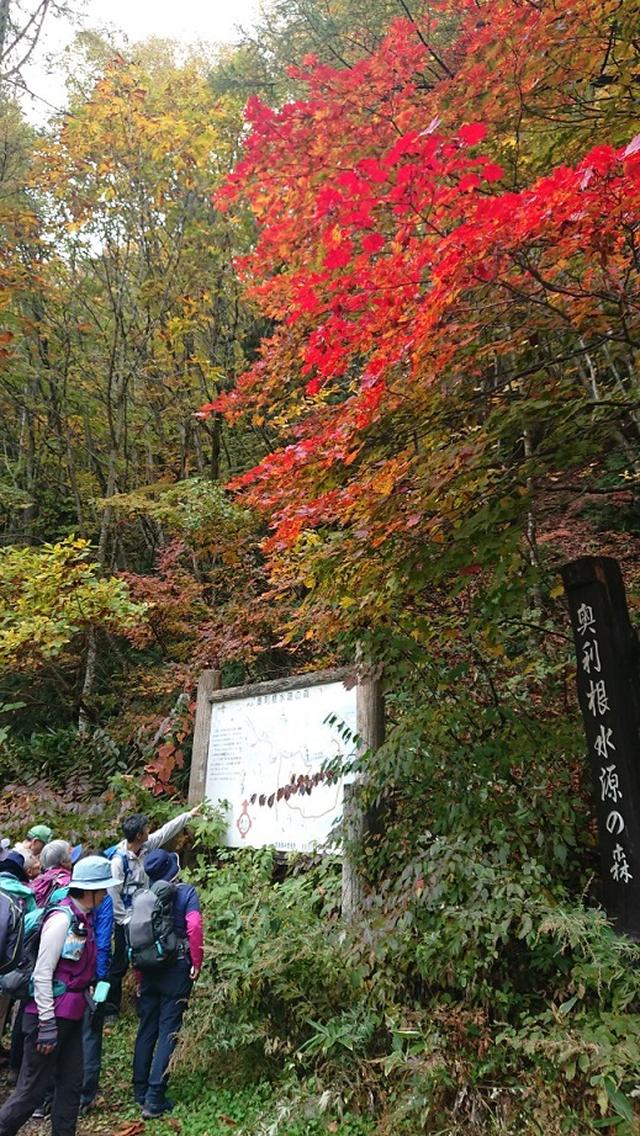 画像3: 【山旅会・登山ガイドこだわりツアー】岡田ガイドからの便り・照葉峡ハイキングツアーにいってまいりました!