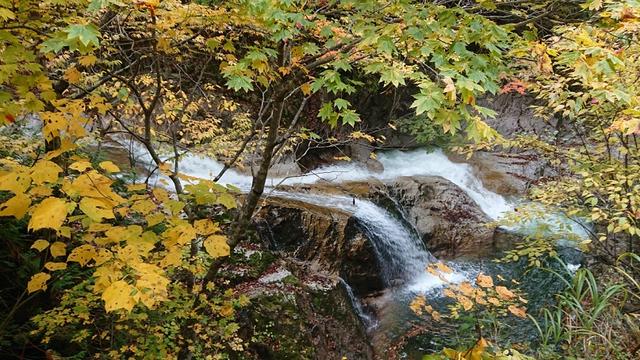 画像2: 【山旅会・登山ガイドこだわりツアー】岡田ガイドからの便り・照葉峡ハイキングツアーにいってまいりました!