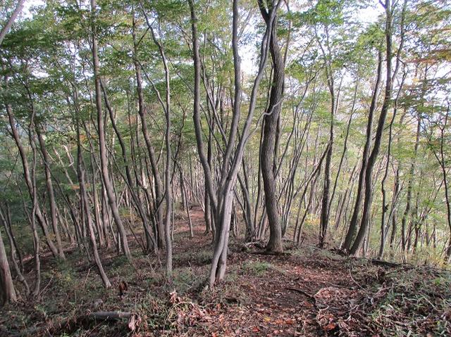 画像6: 【山旅会・登山ガイドこだわりツアー】岡田ガイドからの便り・和田峠から市道山ツアーの下見にいってまいりました!