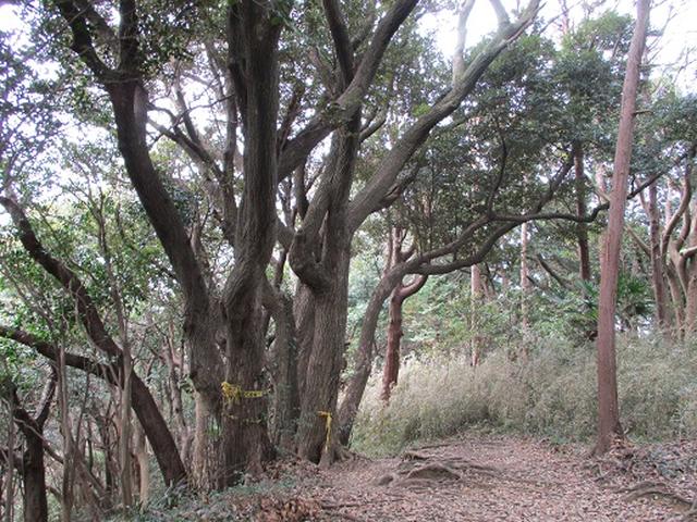 画像9: 【山旅会・登山ガイドこだわりツアー】岡田ガイドからの便り・散在ヶ池から祇園山ツアーの下見にいってまいりました!