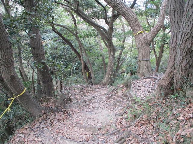 画像8: 【山旅会・登山ガイドこだわりツアー】岡田ガイドからの便り・散在ヶ池から祇園山ツアーの下見にいってまいりました!
