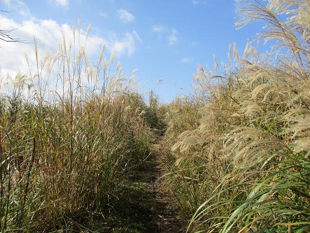 画像4: 【山旅会・登山ガイドこだわりツアー】岡田ガイドからの便り矢倉岳の下見にいってまいりました!