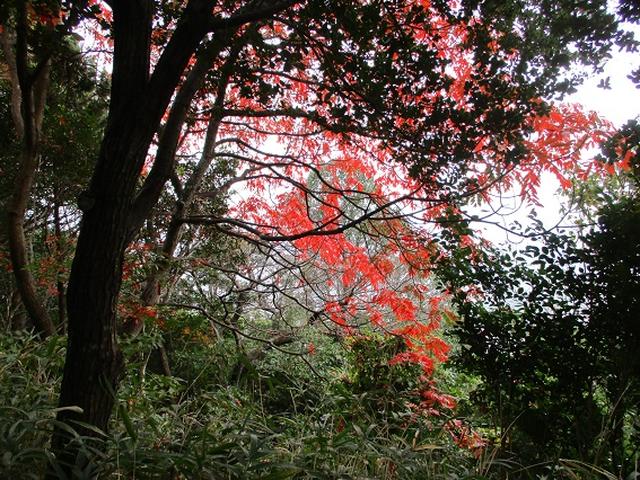 画像5: 【山旅会・登山ガイドこだわりツアー】岡田ガイドからの便り飯野山ツアーにいってまいりました!