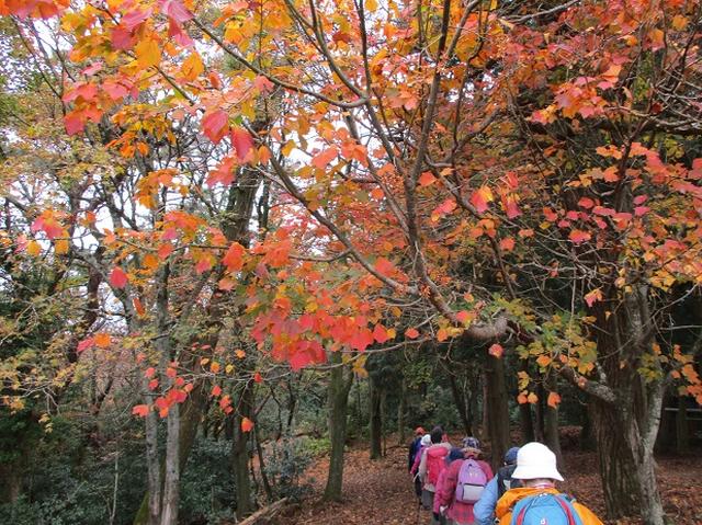 画像8: 【山旅会・登山ガイドこだわりツアー】岡田ガイドからの便り・寒霞渓から星ヶ城山ツアーにいってまいりました!