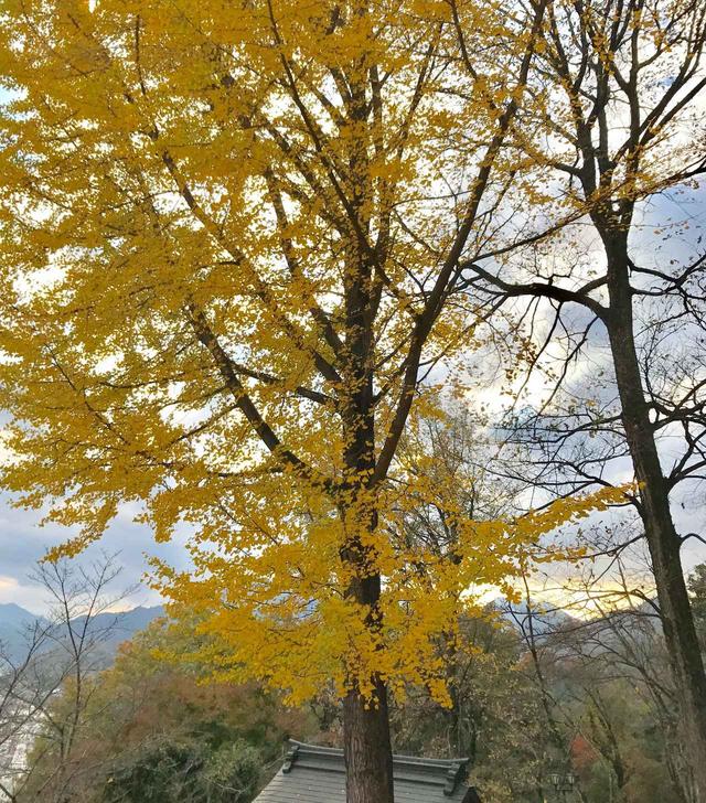 画像: イチョウの木。紅葉が見事です。