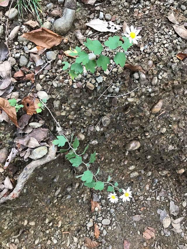 画像: 足元に小さいお花が咲いていました。