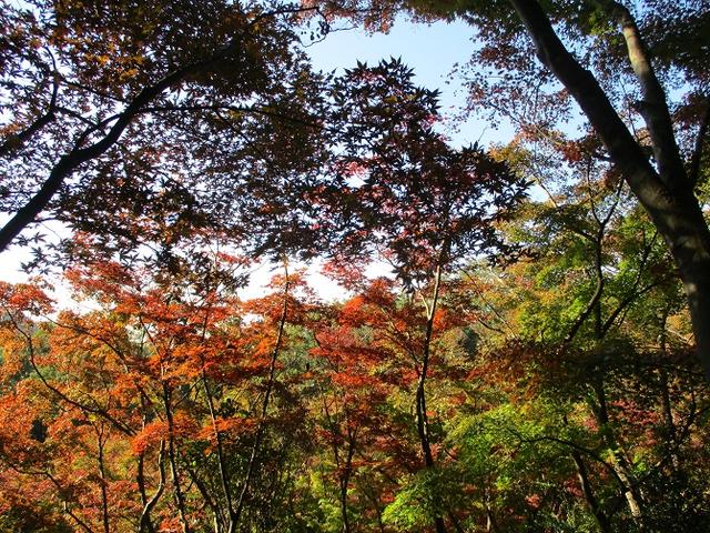 画像2: 【山旅会・登山ガイドこだわりツアー】岡田ガイドからの便り・両崖山から天狗山ツアーにいってまいりました!