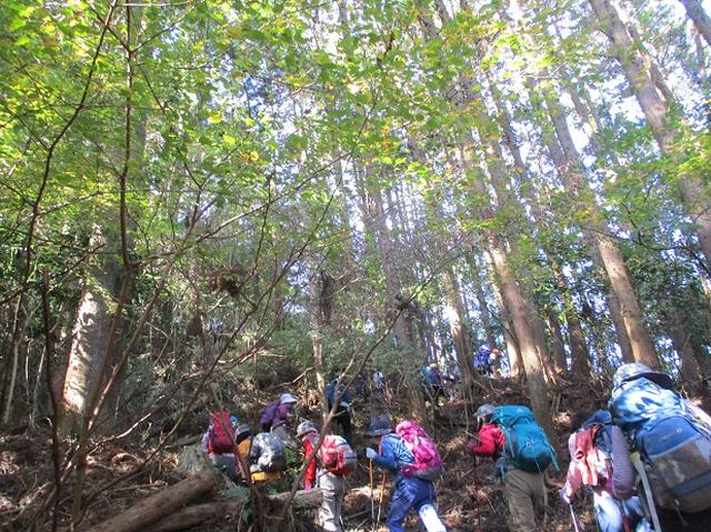 画像3: 【山旅会・登山ガイドこだわりツアー】添乗員からの便り矢倉岳ツアーにいってまいりました!
