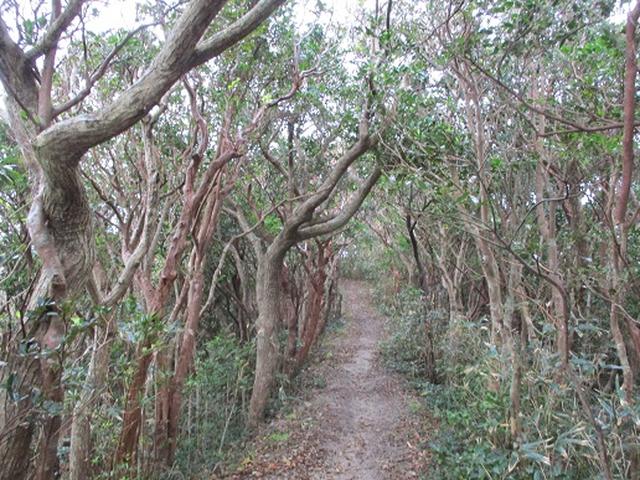 画像10: 【山旅会・登山ガイドこだわりツアー】神津島ツアーの下見にいってまいりました!
