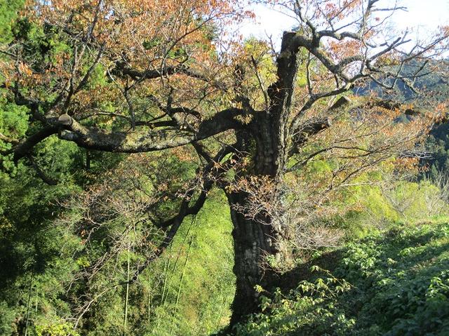 画像7: 【山旅会・登山ガイドこだわりツアー】岡田ガイドからの便り・戸倉城山ツアーの下見にいってまいりました!