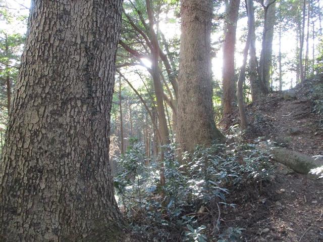 画像10: 【山旅会・登山ガイドこだわりツアー】岡田ガイドからの便り・戸倉城山ツアーの下見にいってまいりました!