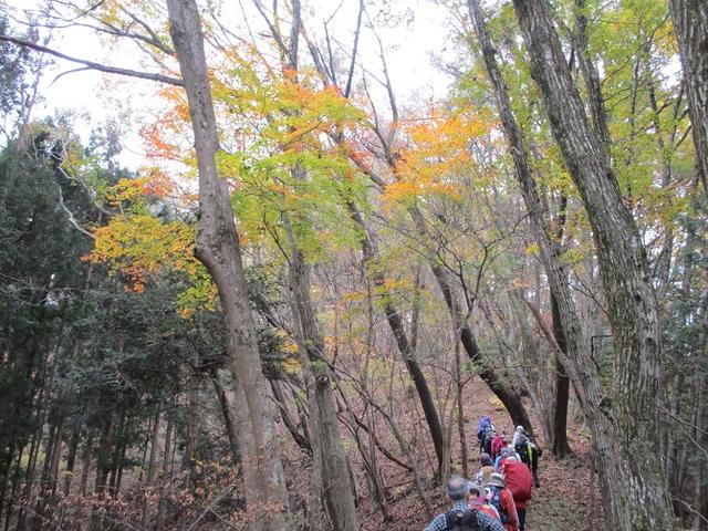 画像2: 11月22日に岡田ガイドの現地集合コースで、 戸倉三山の1つ、 臼杵山 へ行って来ました♪