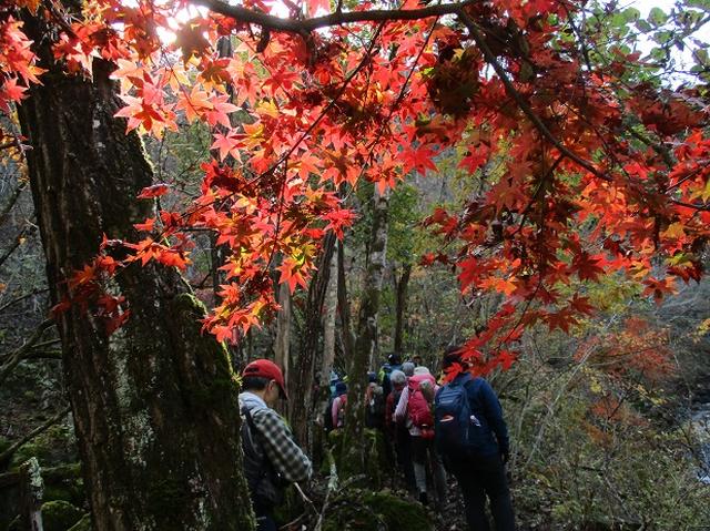 画像5: 11月21日に岡田ガイドのコースで、山梨県富士川町にたたずむ 大柳川渓谷 へ行って来ました♪