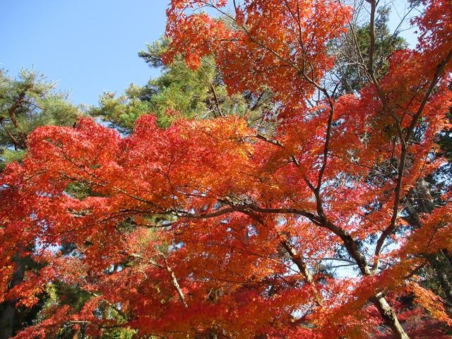 画像2: 【山旅会・登山ガイドこだわりツアー】山旅会ツアー1月までの催行状況
