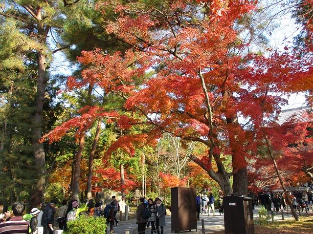 画像2: 11月27日より2泊3日で 山旅会 「京都」 へ行ってきました!