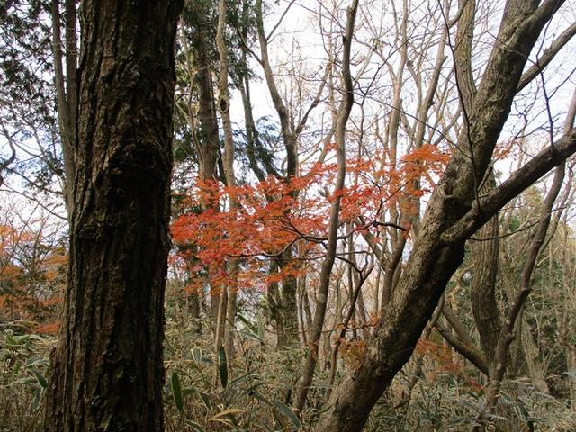 画像4: 12月の山旅会 「思親山」 の直前下見報告です