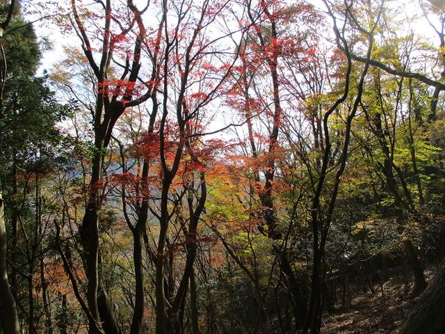 画像9: 12月の山旅会 「思親山」 の直前下見報告です