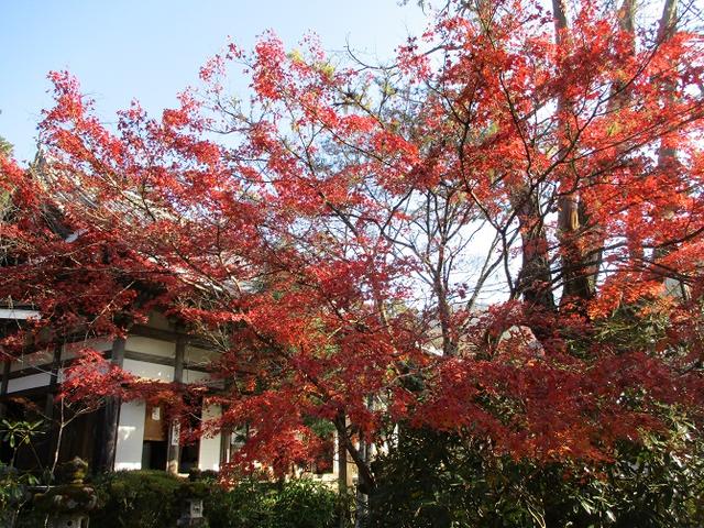 画像5: 11月27日より2泊3日で 山旅会 「京都」 ツアーへ行ってまいりました