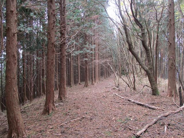 画像7: 12月の山旅会 「思親山」 の直前下見報告です