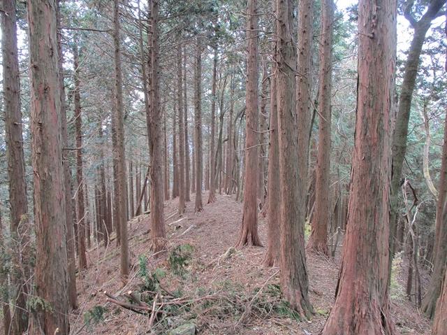 画像8: 12月の山旅会 「思親山」 の直前下見報告です