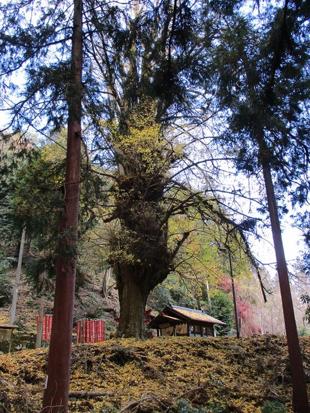 画像3: 岡田健ガイドより、12月の山旅会ツアー直前下見の報告