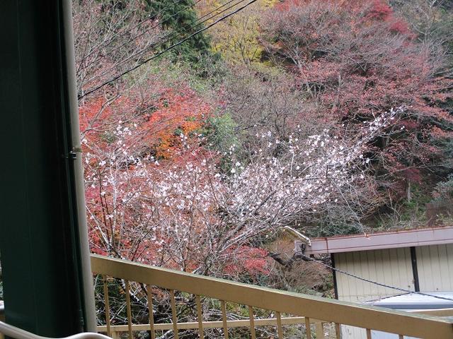画像9: 岡田健ガイドより、山旅会「大山」ツアーのご報告