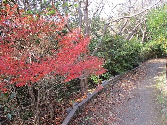 画像3: 岡田健ガイドより、現地集合ツアー「能見台から大丸山」の直前下見報告