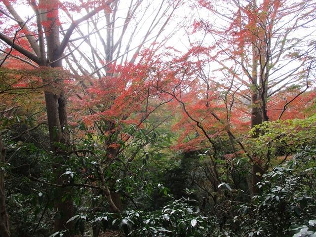 画像10: 岡田健ガイドより、現地集合ツアー「能見台から大丸山」の直前下見報告