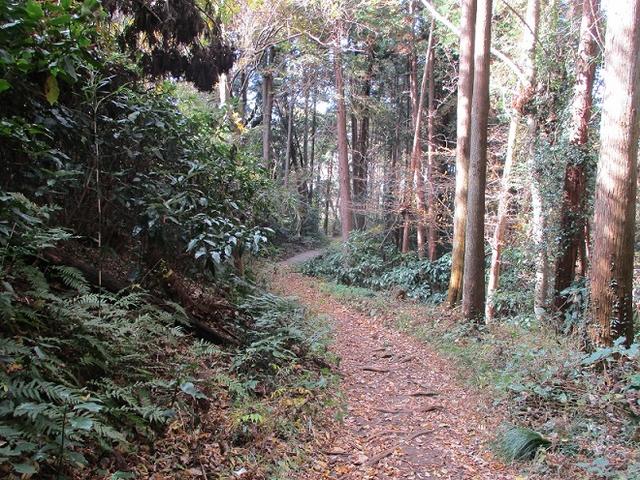 画像5: 岡田健ガイドより、現地集合ツアー「能見台から大丸山」の直前下見報告