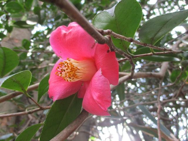 画像4: このツアーは 「鎌倉から三浦半島を歩こう(全15回)」 の3回目のツアーです