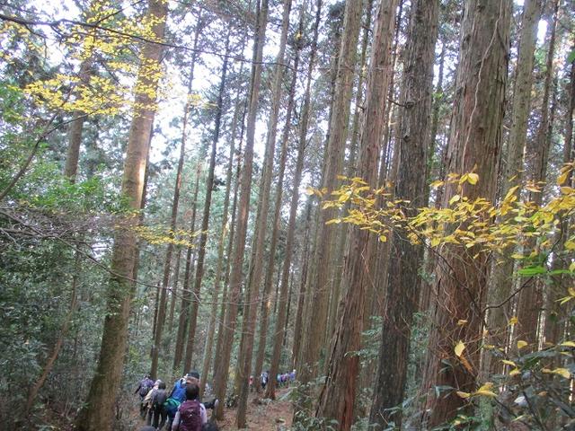 画像11: 12月7日の岡田ガイドのコースで 「思親山」 に行って来ました!