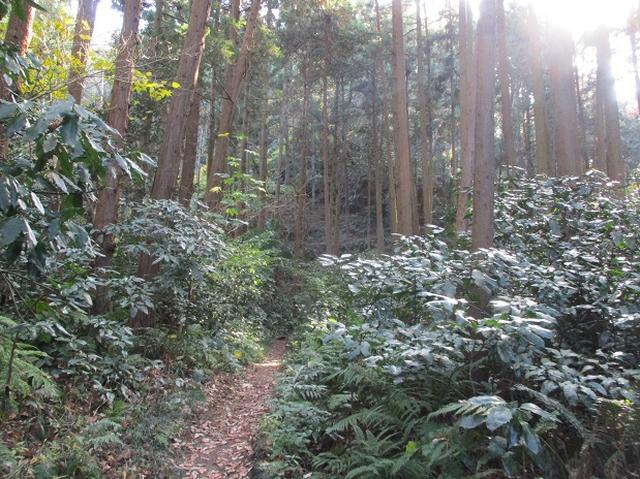 画像9: このツアーは 「鎌倉から三浦半島を歩こう(全15回)」 の3回目のツアーです