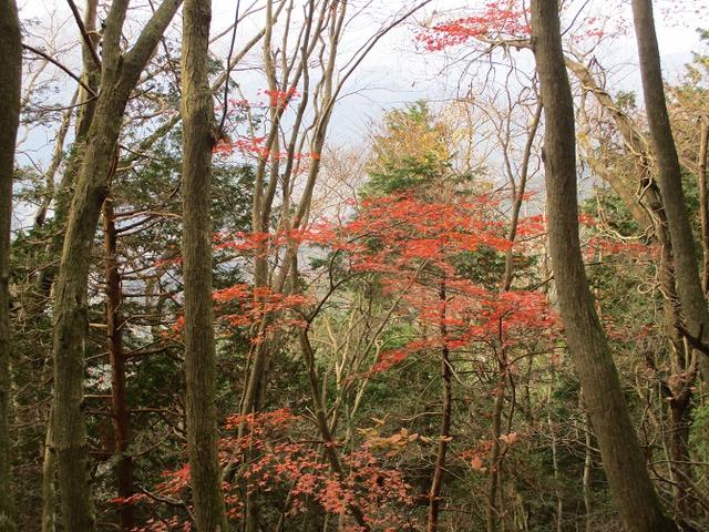画像10: 12月7日の岡田ガイドのコースで 「思親山」 に行って来ました!