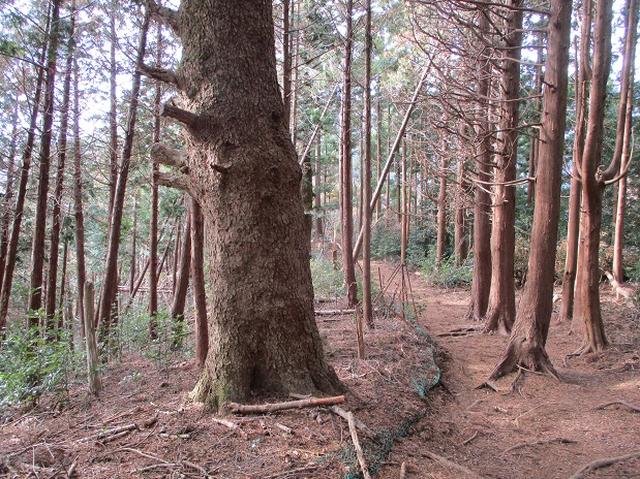 画像13: 12月の山旅会現地集合 「鐘ヶ岳」 ツアーの直前下見報告です
