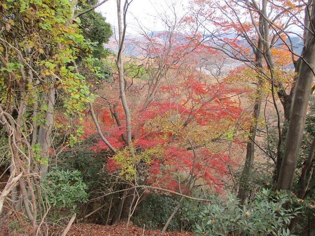 画像8: 12月の山旅会現地集合 「鐘ヶ岳」 ツアーの直前下見報告です