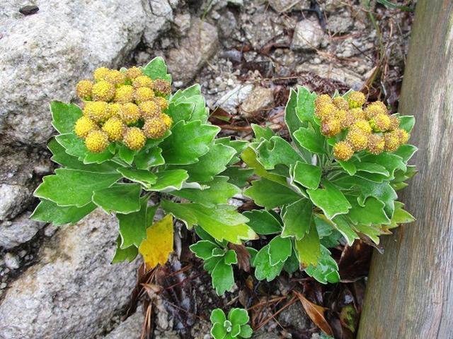 画像8: 先日12月11日より 山旅会 「神津島」 ツアーに いってまいりました!
