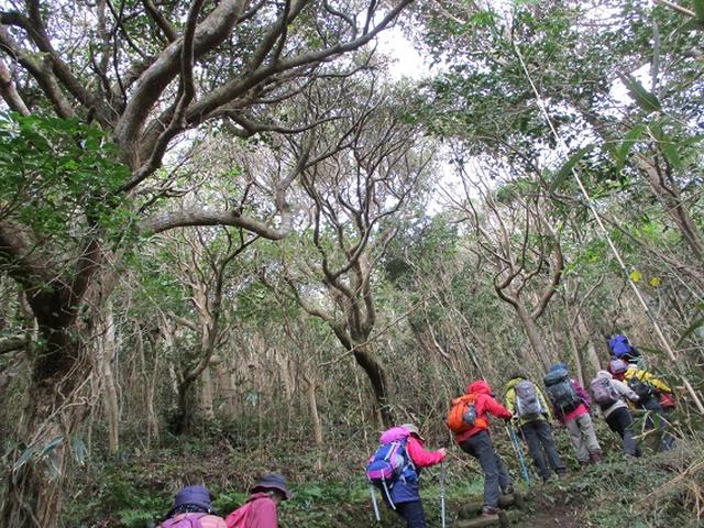 画像4: 12月11日より山旅会 「神津島」 ツアーに いってまいりました!