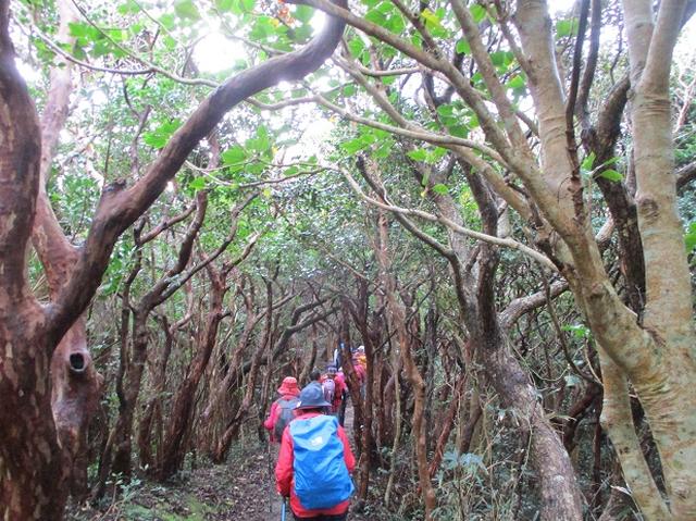 画像6: 先日12月11日より山旅会 「神津島」 ツアーに いってまいりました!