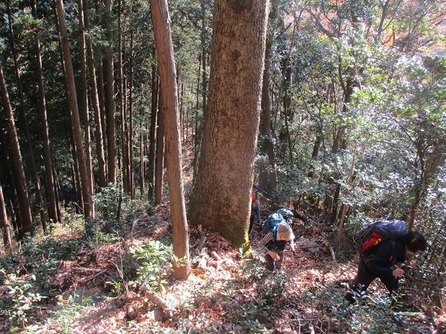 画像7: 岡田ガイドからの便り・戸倉城山ツアーにいってまいりました!