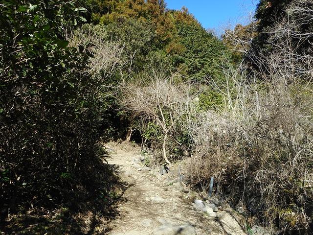 画像3: 岡田ガイドからの便り・満観峰ツアーのご案内