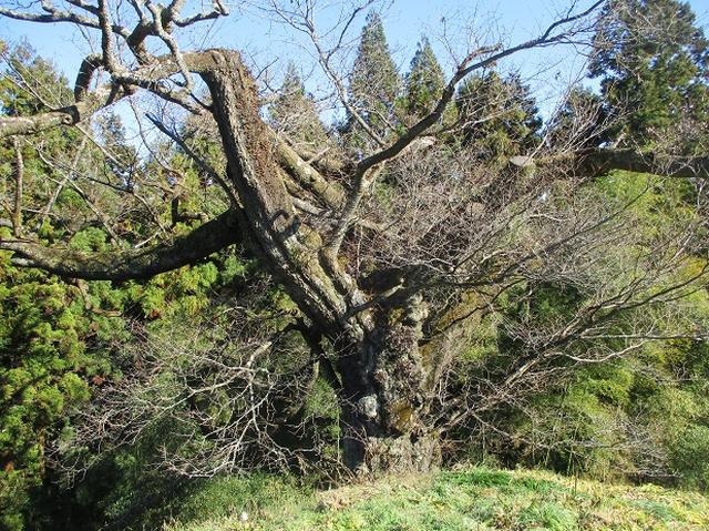 画像6: 岡田ガイドからの便り・戸倉城山ツアーにいってまいりました!