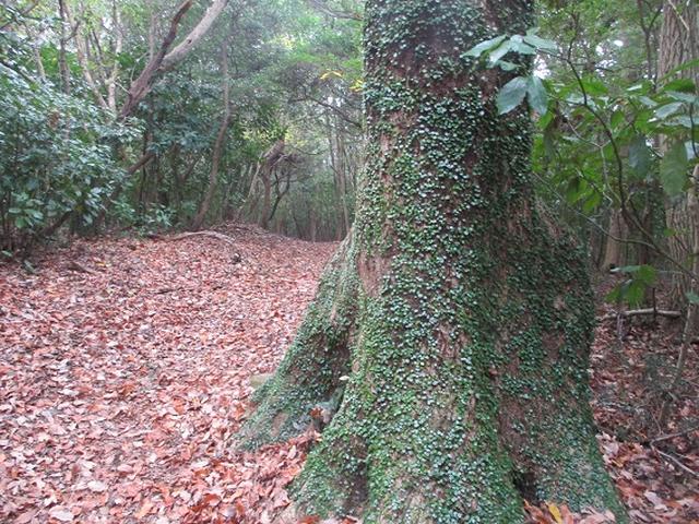 画像10: 静岡県の沼津アルプスを歩いてきました。