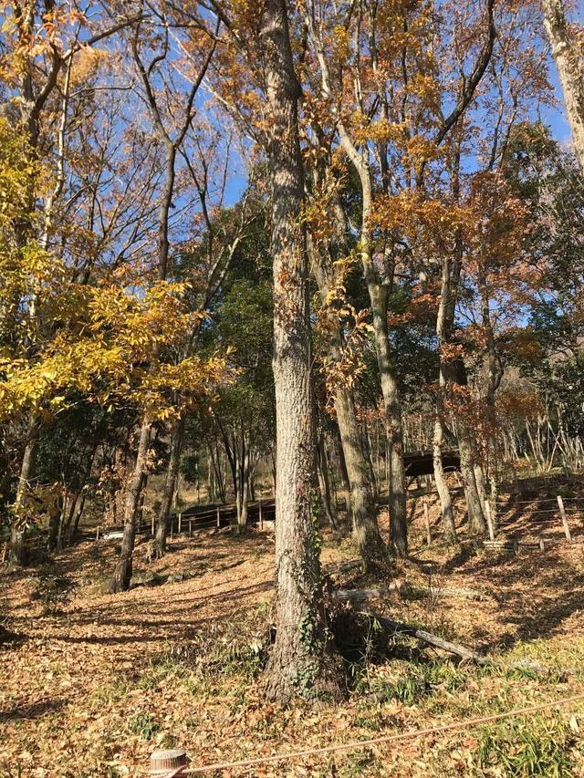 画像: 12月ですが風も無く暖かかったです★黄葉がきれいですね!