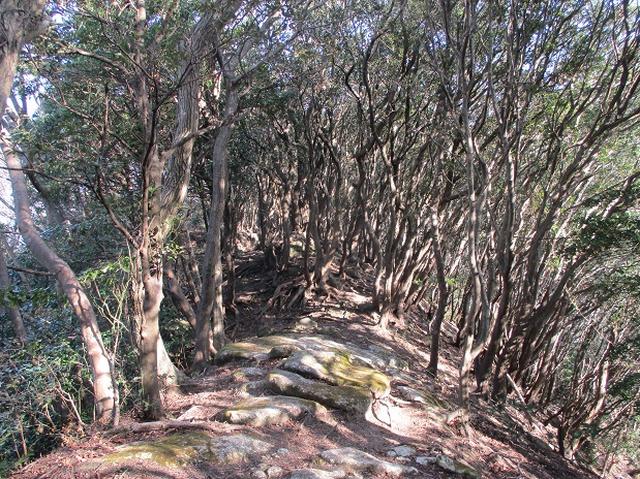 画像16: 静岡県の沼津アルプスを歩いてきました。