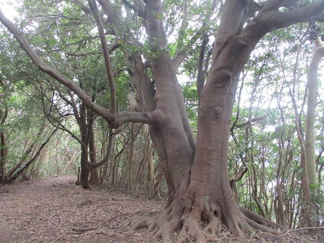 画像11: 静岡県の沼津アルプスを歩いてきました。